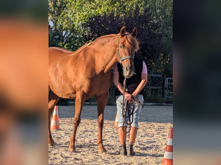 PRE Giumenta 14 Anni 158 cm Sauro in Stahnsdorf