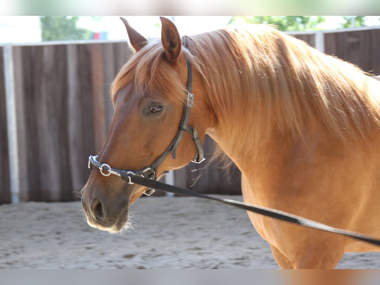 PRE Mix Giumenta 14 Anni 158 cm Sauro in Stahnsdorf