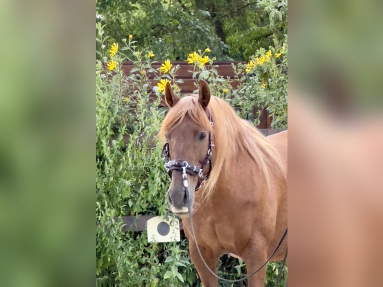 PRE Giumenta 14 Anni 158 cm Sauro in Stahnsdorf