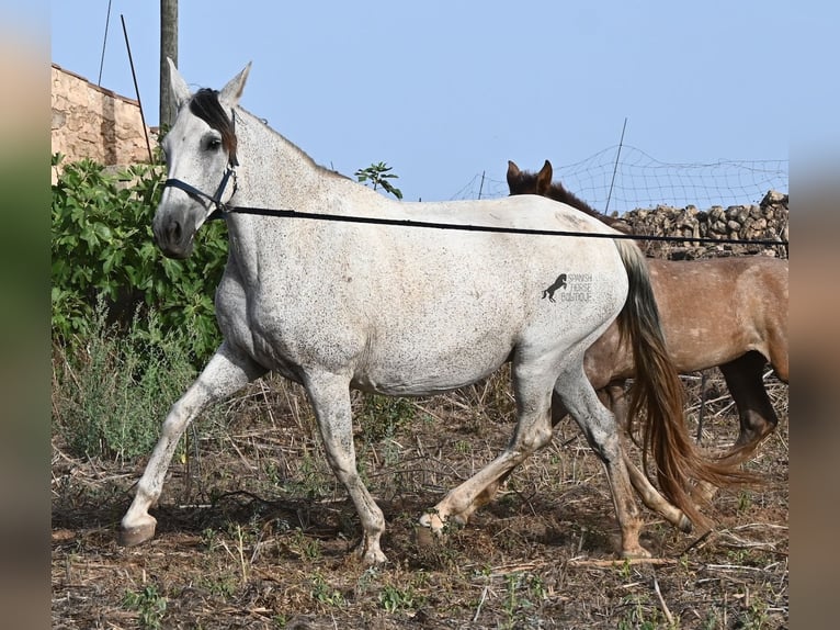 PRE Mix Giumenta 14 Anni 164 cm Grigio in Menorca
