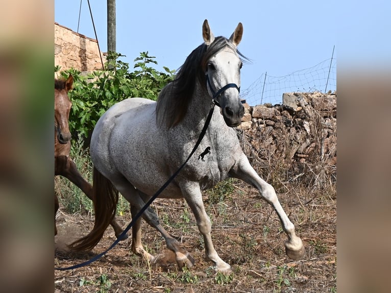 PRE Mix Giumenta 14 Anni 164 cm Grigio in Menorca