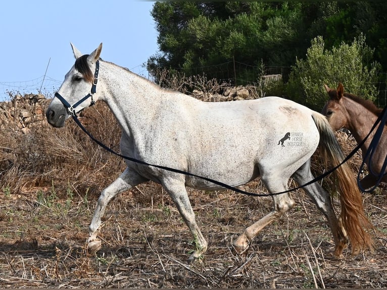 PRE Mix Giumenta 14 Anni 164 cm Grigio in Menorca