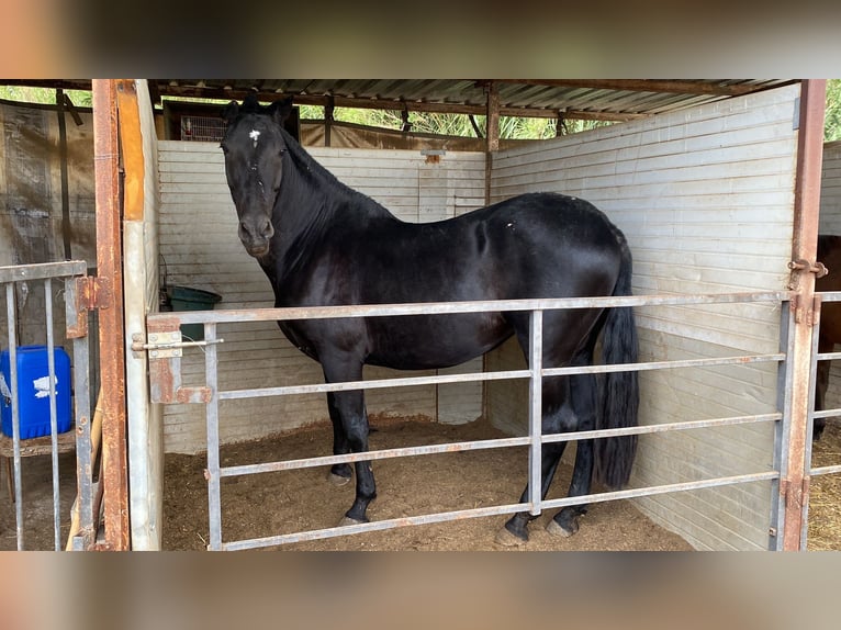 PRE Giumenta 14 Anni 165 cm Morello in Murchante