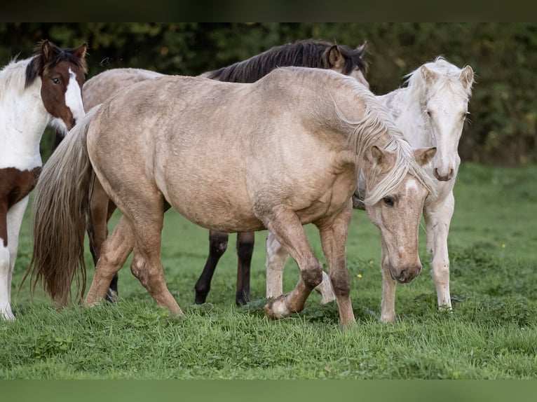 PRE Mix Giumenta 15 Anni 156 cm Palomino in Courtomer