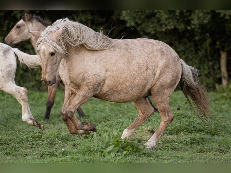 PRE Mix Giumenta 15 Anni 156 cm Palomino in Courtomer