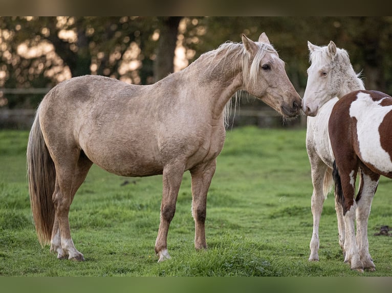 PRE Mix Giumenta 15 Anni 156 cm Palomino in Courtomer