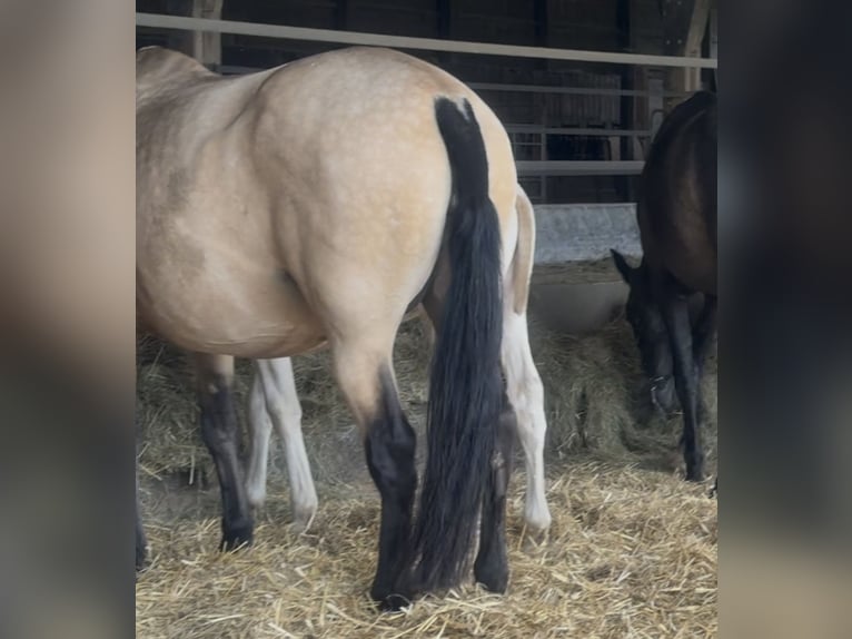 PRE Giumenta 15 Anni 162 cm Falbo in Vesancy