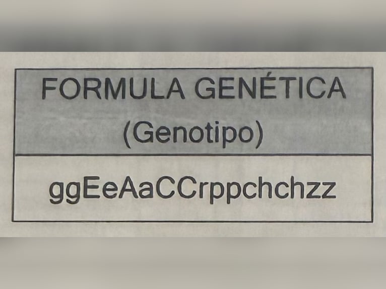 PRE Giumenta 15 Anni 162 cm Falbo in Vesancy