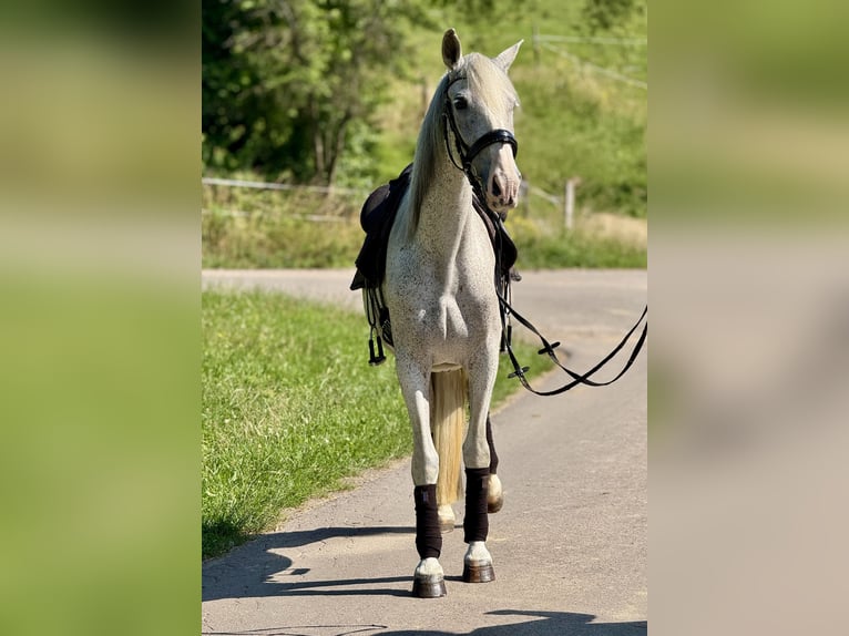 PRE Giumenta 15 Anni 163 cm Grigio trotinato in Saarbrücken
