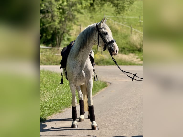 PRE Giumenta 15 Anni 163 cm Grigio trotinato in Saarbrücken