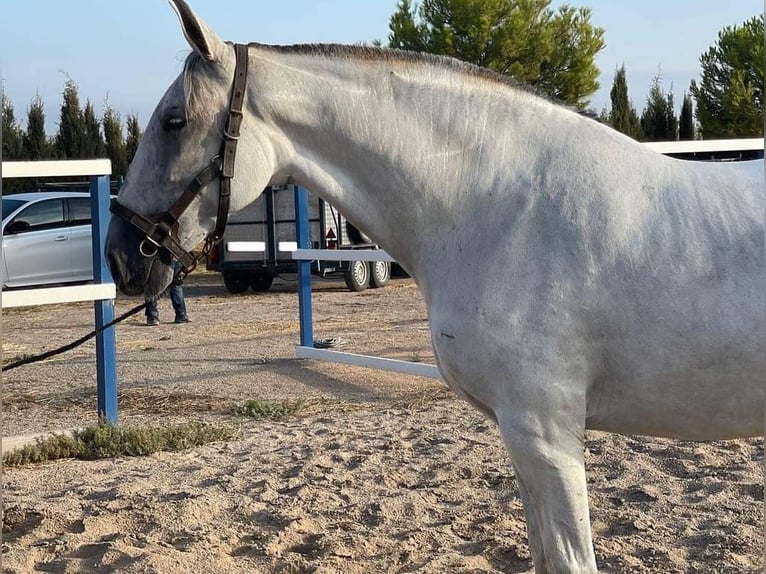 PRE Mix Giumenta 15 Anni 169 cm Grigio in Veendam