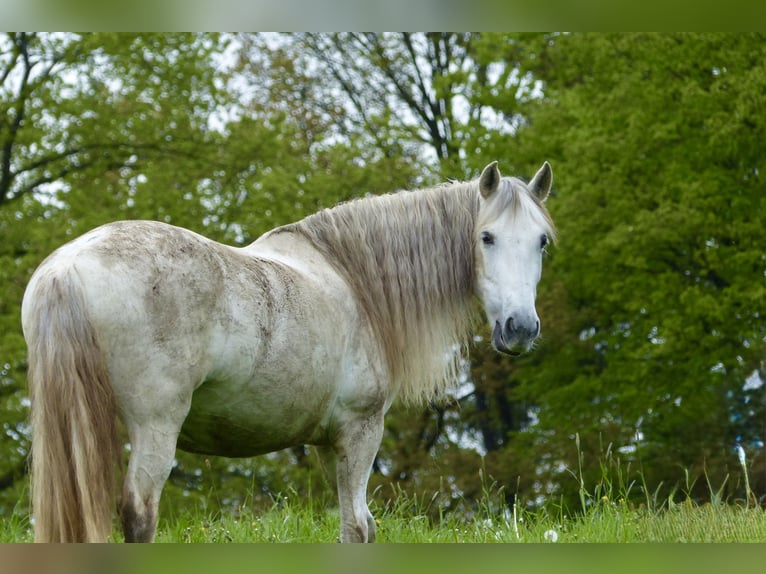 PRE Mix Giumenta 16 Anni 149 cm Grigio trotinato in Lindlar-Reudenbach