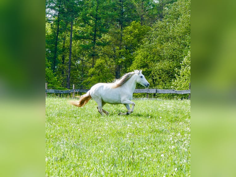 PRE Mix Giumenta 16 Anni 149 cm Grigio trotinato in Lindlar-Reudenbach