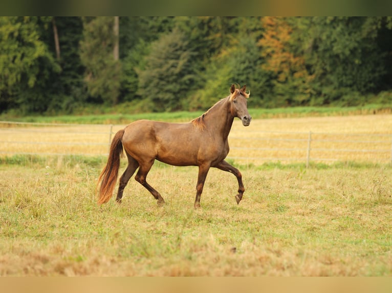 PRE Mix Giumenta 16 Anni 155 cm Morello in Waldshut-Tiengen