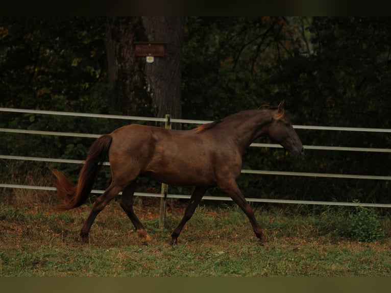 PRE Mix Giumenta 16 Anni 155 cm Morello in Waldshut-Tiengen