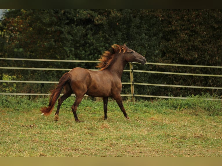 PRE Mix Giumenta 16 Anni 155 cm Morello in Waldshut-Tiengen