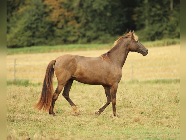 PRE Mix Giumenta 16 Anni 155 cm Morello in Waldshut-Tiengen