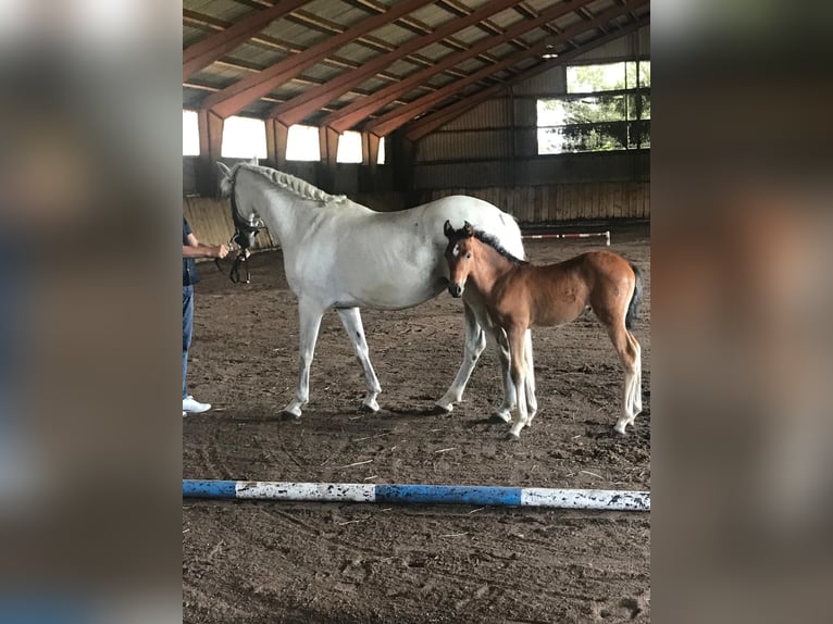 PRE Mix Giumenta 17 Anni 157 cm Bianco in Beringstedt