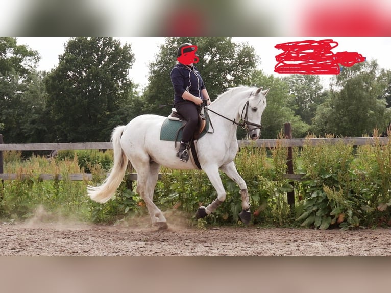 PRE Mix Giumenta 17 Anni 157 cm Bianco in Beringstedt