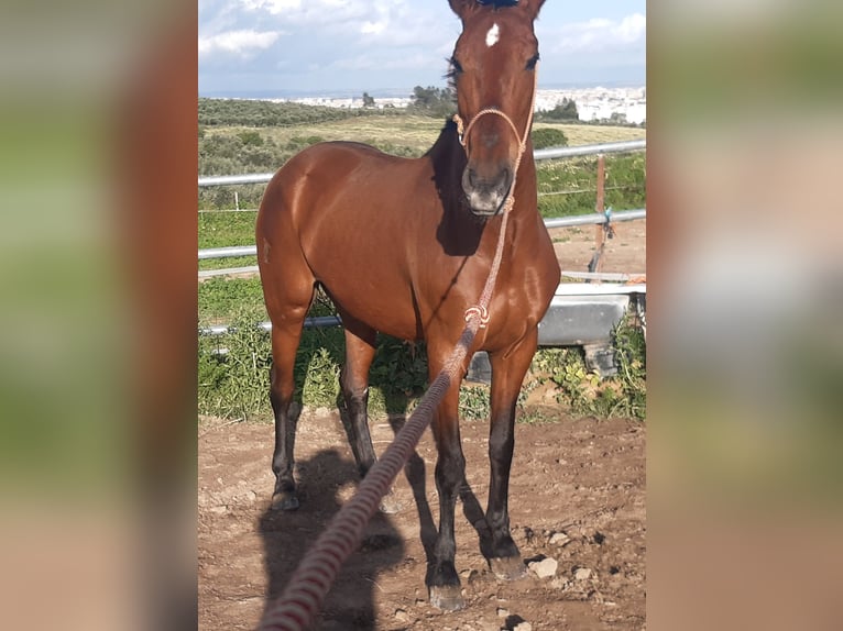 PRE Giumenta 17 Anni 158 cm Baio in Gines