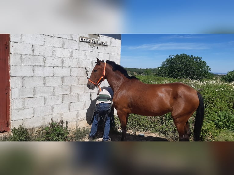 PRE Giumenta 17 Anni 158 cm Baio in Gines