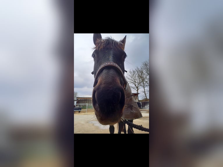 PRE Mix Giumenta 17 Anni 161 cm Baio scuro in Adelsheim