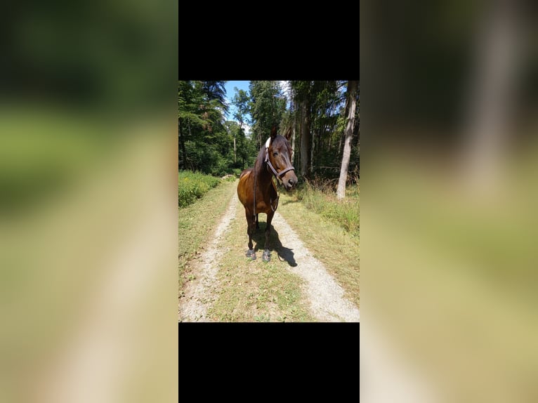 PRE Mix Giumenta 17 Anni 161 cm Baio scuro in Adelsheim