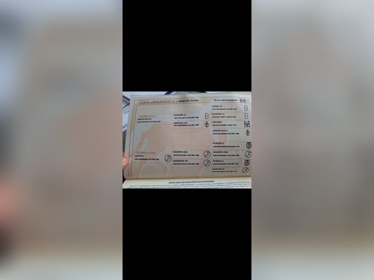 PRE Giumenta 17 Anni Baio scuro in Sodupe