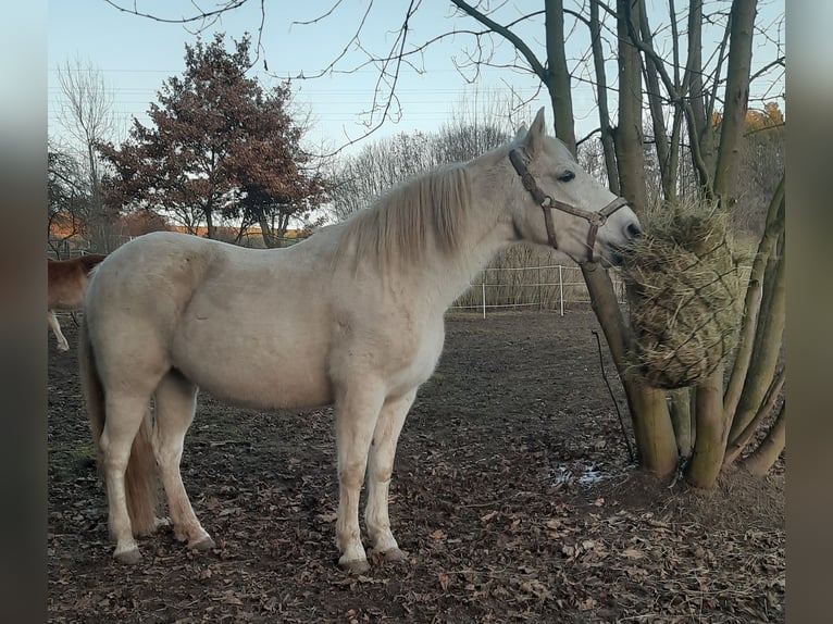 PRE Mix Giumenta 18 Anni 150 cm Grigio in Rudolstadt