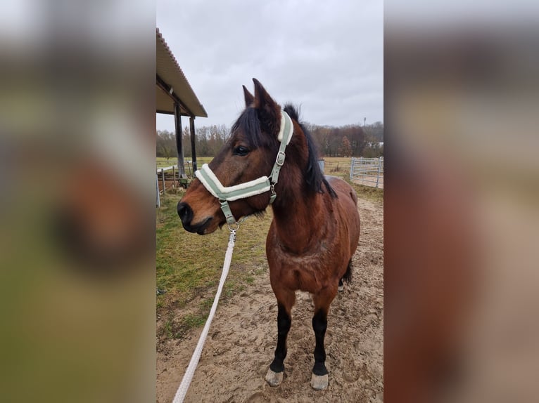 PRE Mix Giumenta 18 Anni 158 cm Baio roano in Erlangen