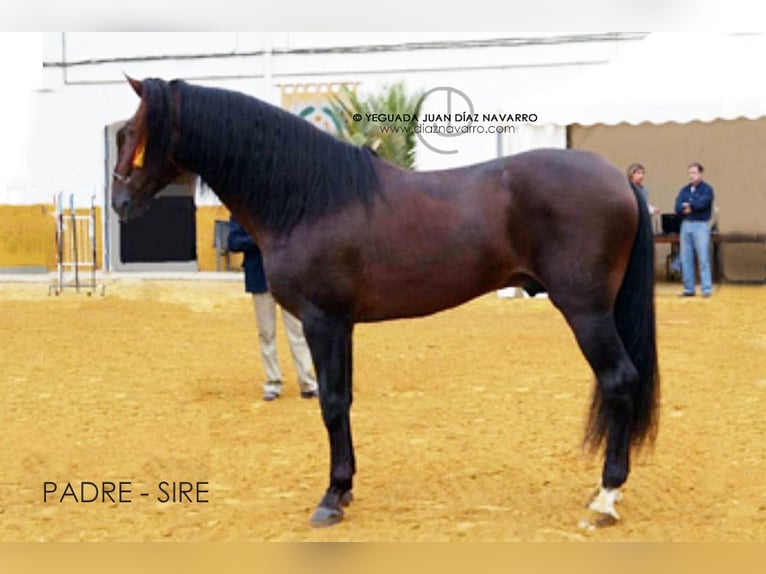 PRE Giumenta 18 Anni 166 cm Baio in Arjona