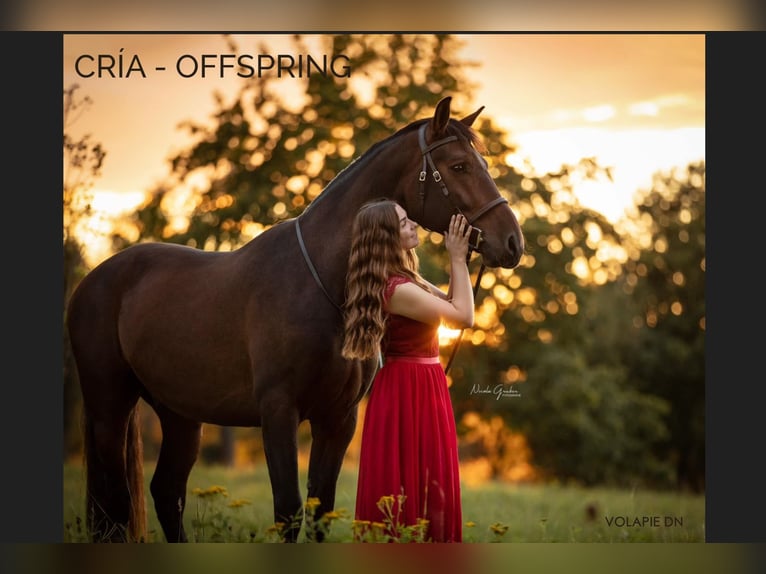 PRE Giumenta 18 Anni 166 cm Baio in Arjona