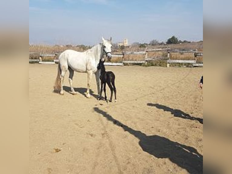 PRE Mix Giumenta 18 Anni 175 cm Grigio in Cambrils