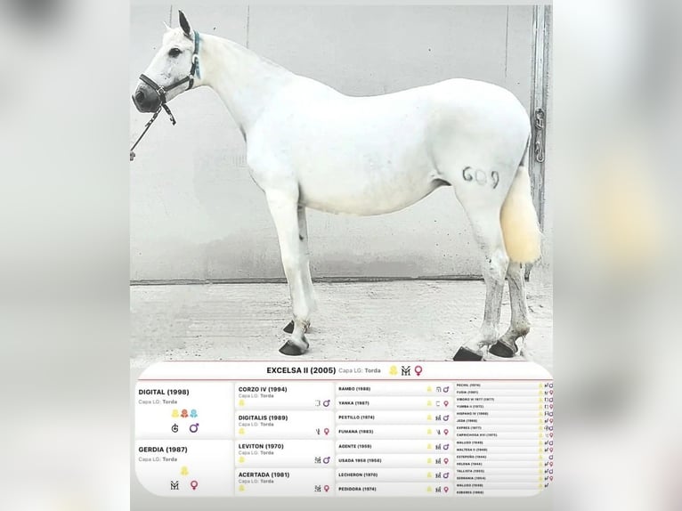 PRE Giumenta 19 Anni 165 cm Grigio in Jerez De La Frontera