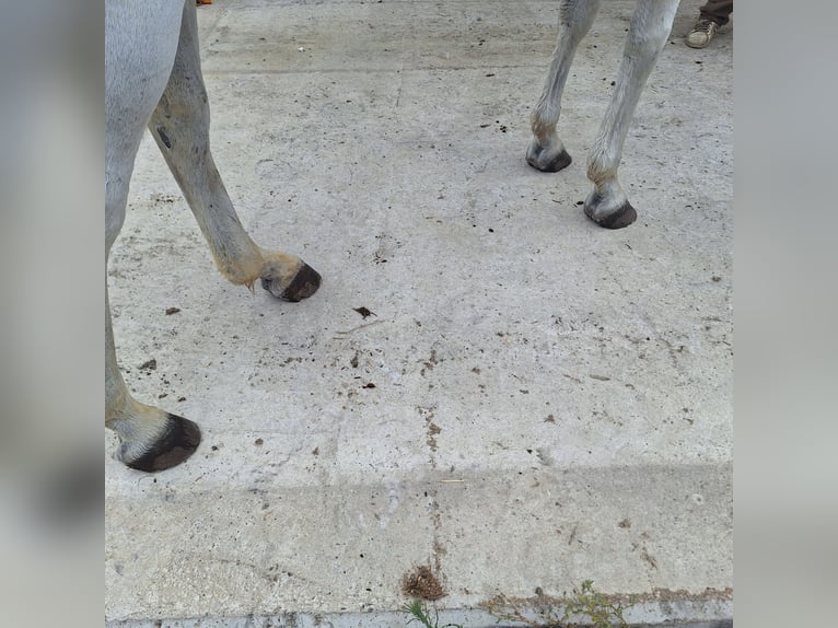 PRE Giumenta 19 Anni 165 cm Grigio in Jerez De La Frontera