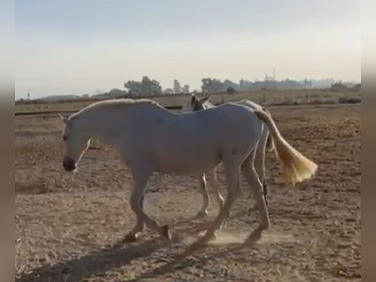 PRE Giumenta 19 Anni 165 cm Grigio in Jerez De La Frontera