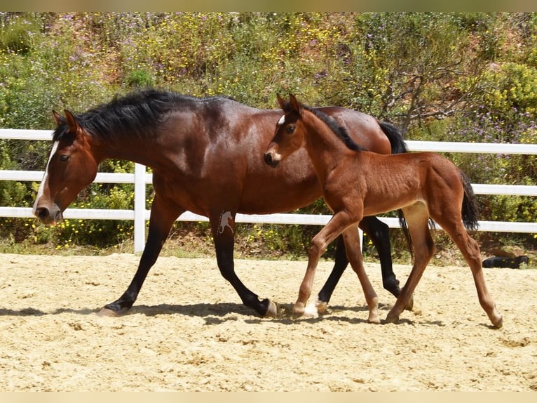 PRE Giumenta 1 Anno 125 cm Baio in Provinz Malaga