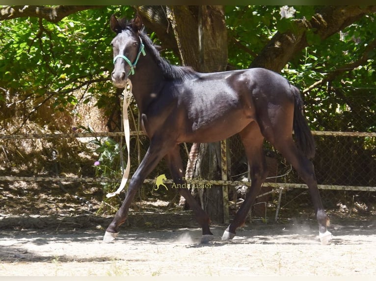 PRE Giumenta 1 Anno 137 cm Morello in Provinz Cordoba