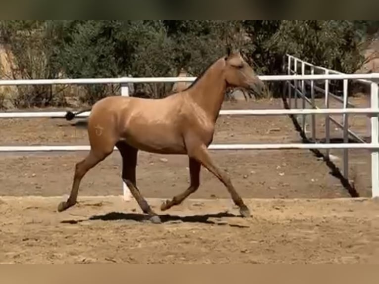 PRE Giumenta 1 Anno 140 cm Falbo in Zalamea De La Serena