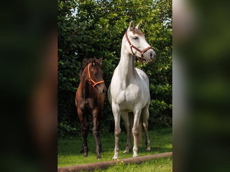 PRE Giumenta 1 Anno 144 cm Grigio in Santpoort-Zuid