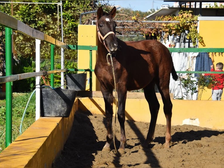 PRE Giumenta 1 Anno 145 cm Sauro scuro in Provinz Malaga