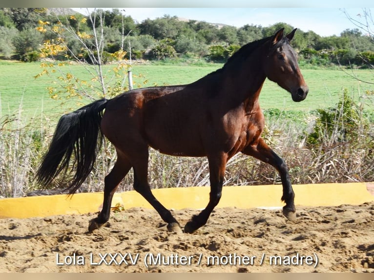 PRE Giumenta 1 Anno 145 cm Sauro scuro in Provinz Malaga