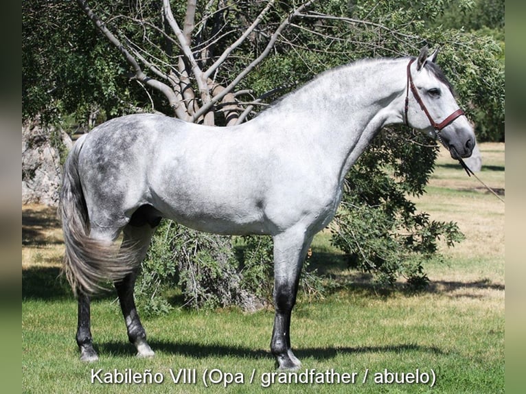 PRE Giumenta 1 Anno 145 cm Sauro scuro in Provinz Malaga