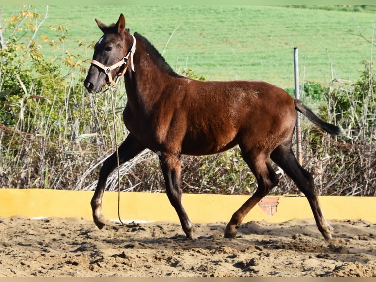 PRE Giumenta 1 Anno 145 cm Sauro scuro in Provinz Malaga