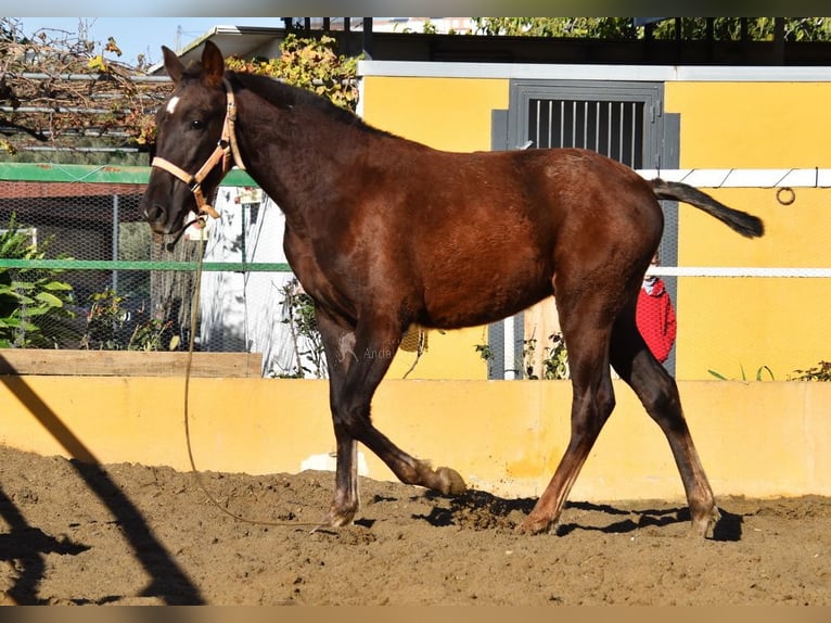 PRE Giumenta 1 Anno 145 cm Sauro scuro in Provinz Malaga