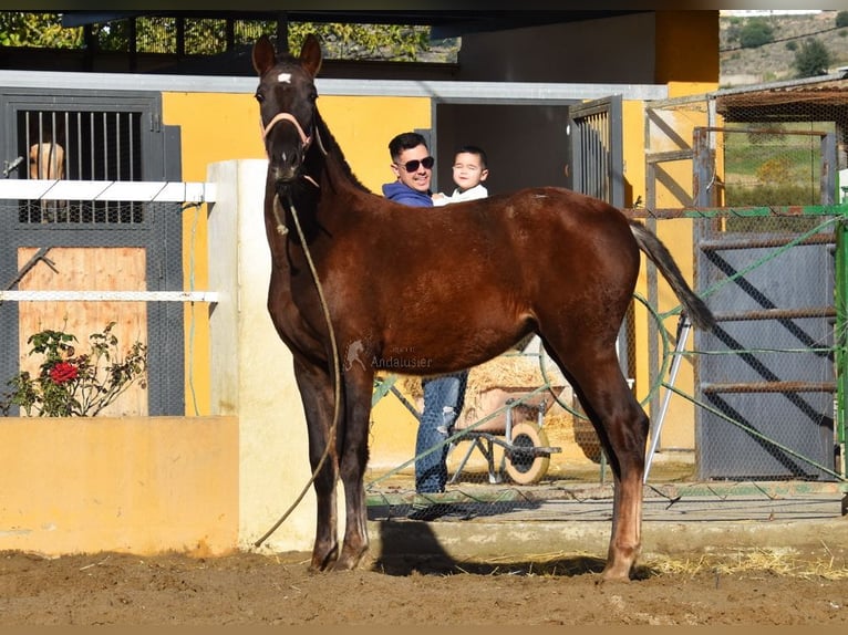 PRE Giumenta 1 Anno 145 cm Sauro scuro in Provinz Malaga