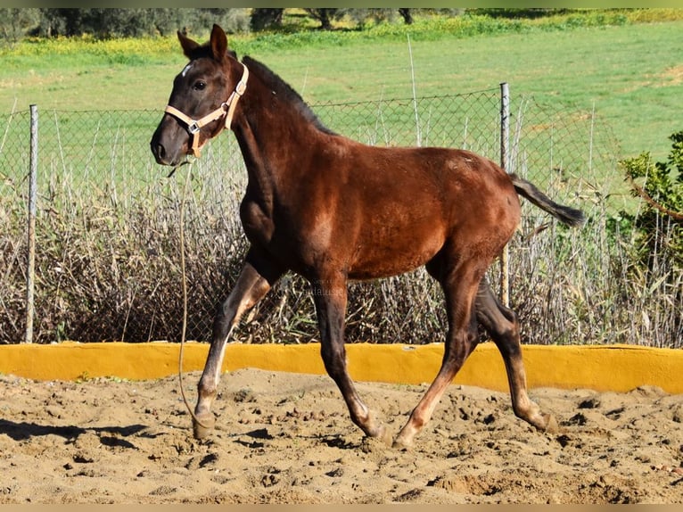 PRE Giumenta 1 Anno 145 cm Sauro scuro in Provinz Malaga