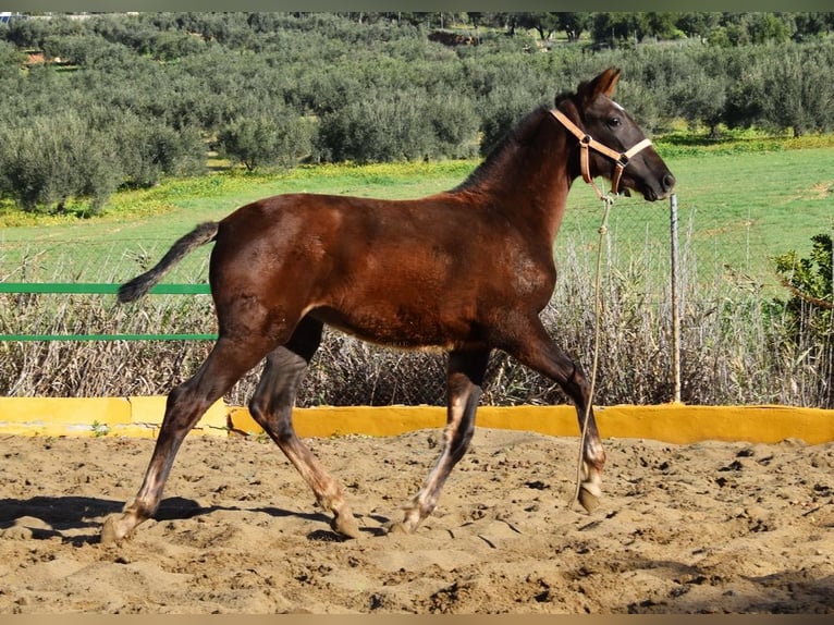 PRE Giumenta 1 Anno 145 cm Sauro scuro in Provinz Malaga