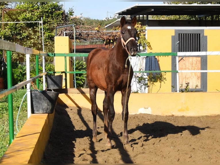 PRE Giumenta 1 Anno 145 cm Sauro scuro in Provinz Malaga