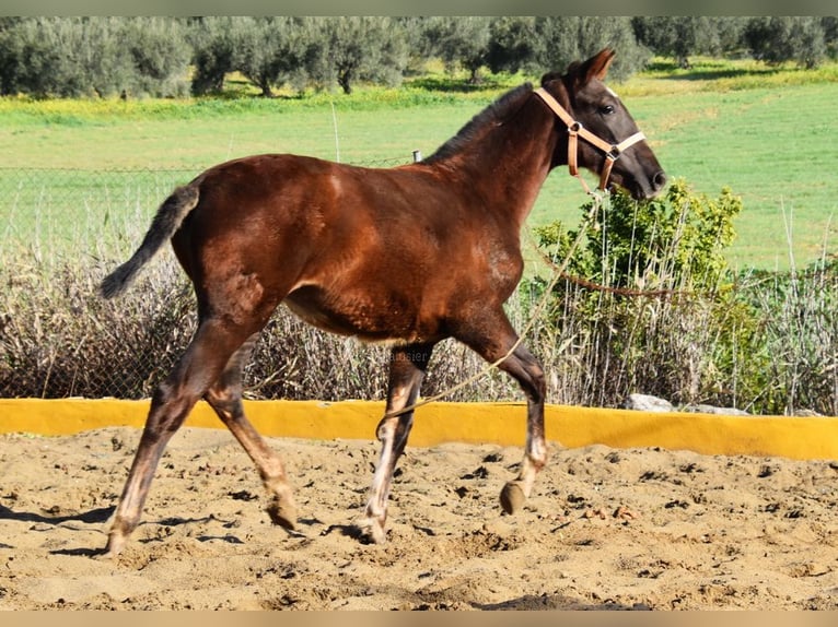 PRE Giumenta 1 Anno 145 cm Sauro scuro in Provinz Malaga